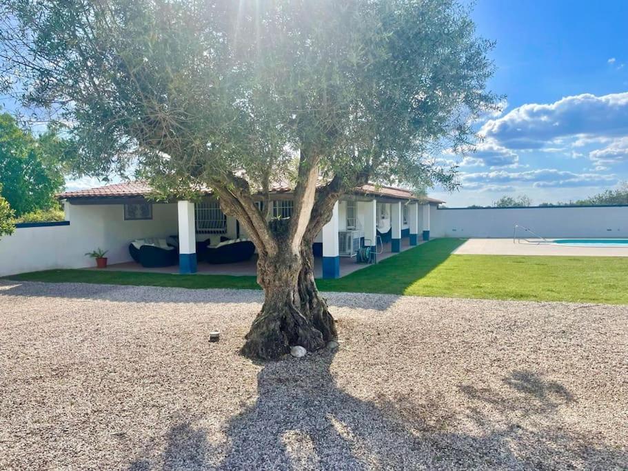 Casa Das Oliveiras Aviz Exteriör bild